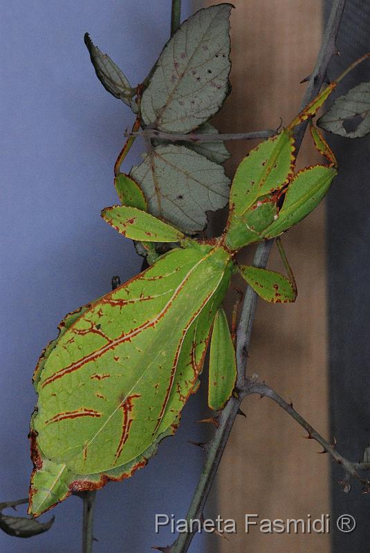 Phyllium celebicum F 01.JPG